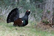 Tetrao urogallus 5395 (****)