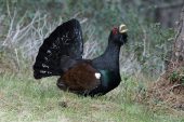 Tetrao urogallus 5571 (****)