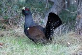 Tetrao urogallus 5616 (****)