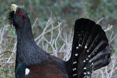 Tetrao urogallus 5642 (****)