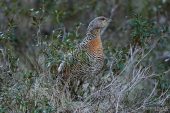 Tetrao urogallus 5687 (****)