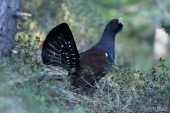 Tetrao urogallus 5715 (****)