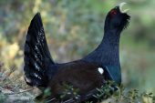 Tetrao urogallus 5722 (****)