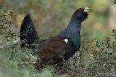 Tetrao urogallus 5760 (****)