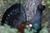 Tetrao urogallus 5777 (****)