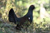 Tetrao urogallus 5835 (****)