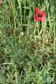 Papaver hybridum 8948 (*)