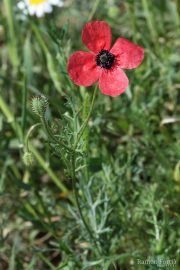 Papaver hybridum 8951 (*)