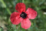 Papaver hybridum 8953 (*)