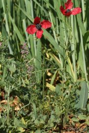Papaver hybridum 9376 (*)