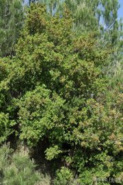 Quercus coccifera 9436 (*)