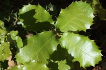 Quercus coccifera 9402 (*)