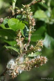 Salix atrocinerea 8824 (*)