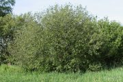Salix atrocinerea 8833 (*)