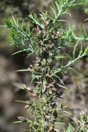 Ulex parviflorus 9463 (*)