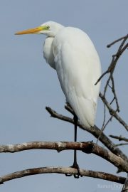 Ardea alba 1770 (**)