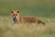 Vulpes vulpes 8650 (***)
