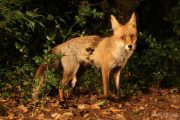 Vulpes vulpes 2001 (***)