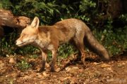 Vulpes vulpes 2026 (***)
