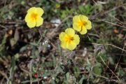 Helianthemum hirtum 7633 (*)
