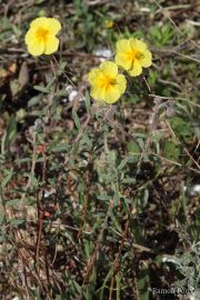 Helianthemum hirtum 7634 (*)