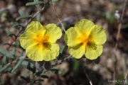 Helianthemum hirtum 7661 (*)
