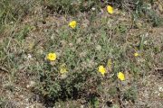 Helianthemum hirtum 7664 (*)