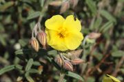 Helianthemum hirtum 7666 (*)