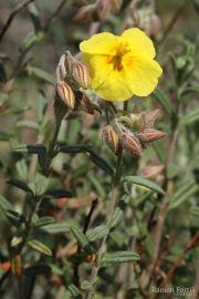 Helianthemum hirtum 7670 (*)