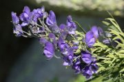 Aconitum napellus 8999 (*)