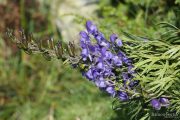 Aconitum napellus 9001 (*)