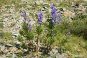 Aconitum napellus 9011 (*)