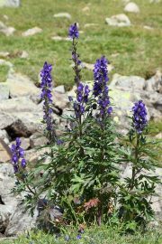 Aconitum napellus 9075 (*)