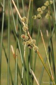 Scirpus holoschoenus 0009 (*)