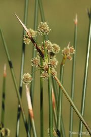 Scirpus holoschoenus 0010 (*)