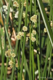 Scirpus holoschoenus 0011 (*)