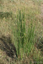 Scirpus holoschoenus 9980 (*)