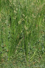 Scirpus holoschoenus 9984 (*)