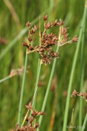 Scirpus lacustris 9909 (*)