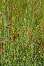 Scirpus lacustris 9911 (*)