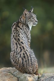 Lynx pardinus 4833 (****)