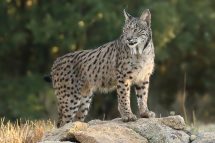 Lynx pardinus 6903 (****)