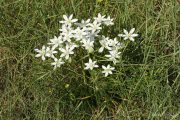 Ornithogalum umbellatum 1711 (*)