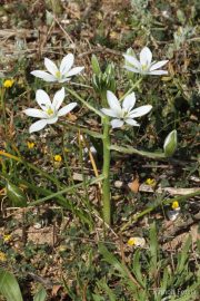 Ornithogalum umbellatum 7615 (*)