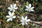 Ornithogalum umbellatum 7616 (*)