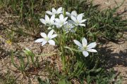 Ornithogalum umbellatum 7618 (*)