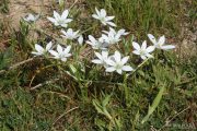 Ornithogalum umbellatum 7621 (*)
