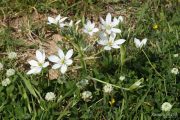 Ornithogalum umbellatum 7695 (*)