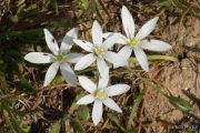 Ornithogalum umbellatum 7699 (*)