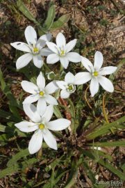 Ornithogalum umbellatum 7705 (*)